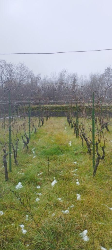 STUBOVI ZA VINOGRAD