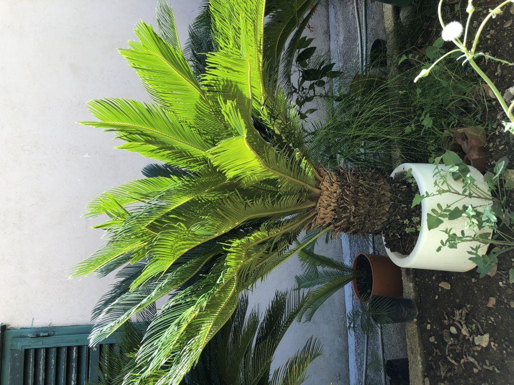 Prodajem palme