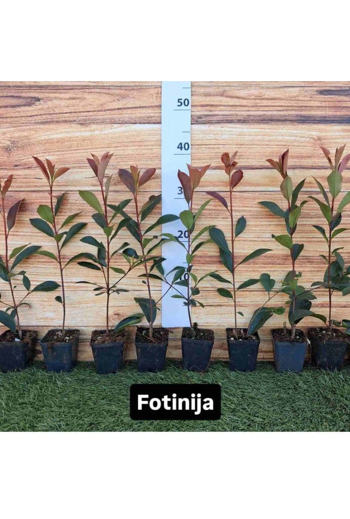 Fotinija – Crvena živa ograda