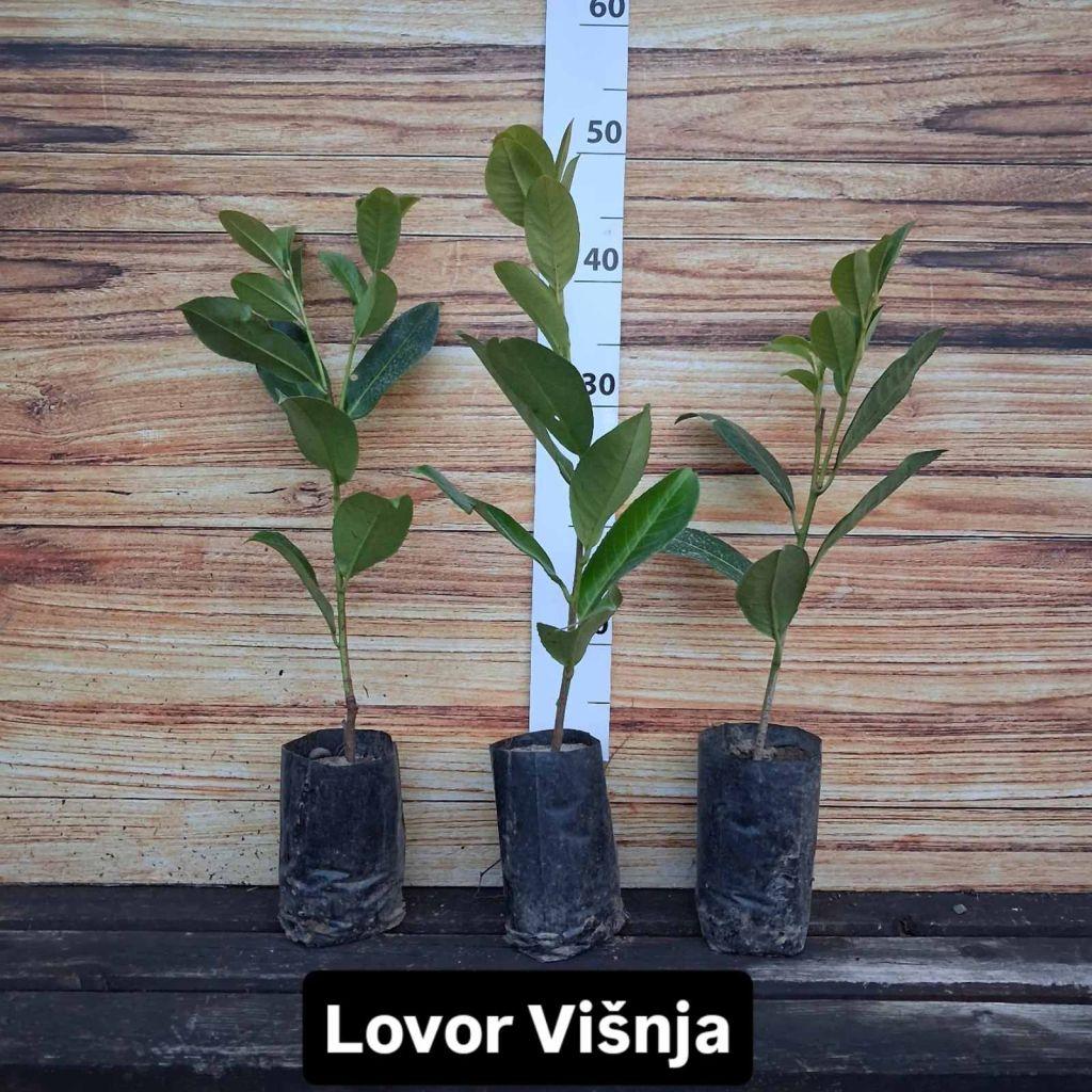 Rasadnik Zabjelo – Lovor Višnja, Fotinija, Lejlandi