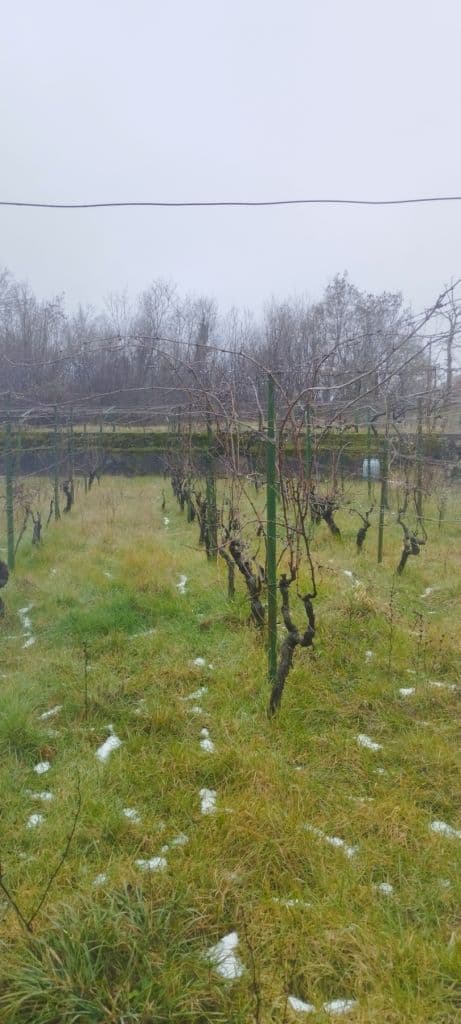 METALNI STUBOVI ZA VINOGRAD